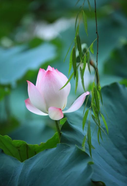 古诗词里纳凉,诗词夏季乘凉