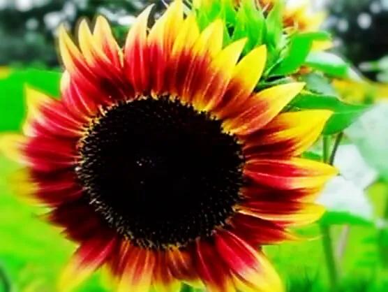 向日葵种子什么品种最好,向日葵哪种是可食用品种