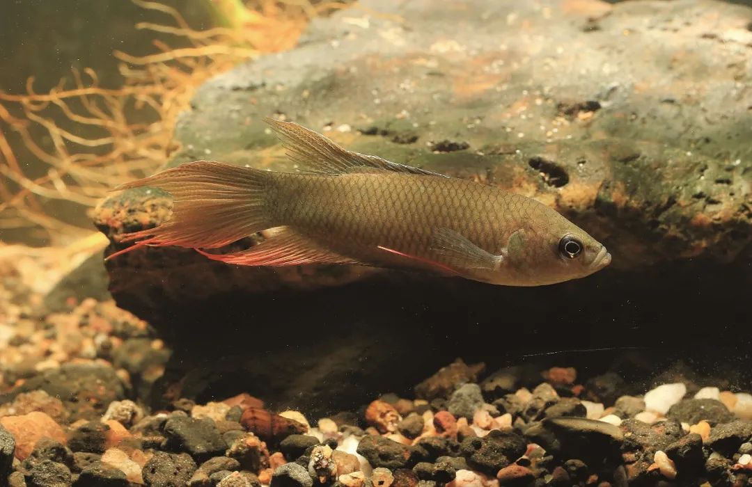 盘点那些大到离谱的淡水鱼,各种淡水鱼你认识吗