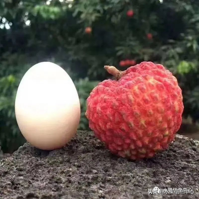 海南水果都有哪些品种图片及名称,海南水果上市时间表赶快收藏吧