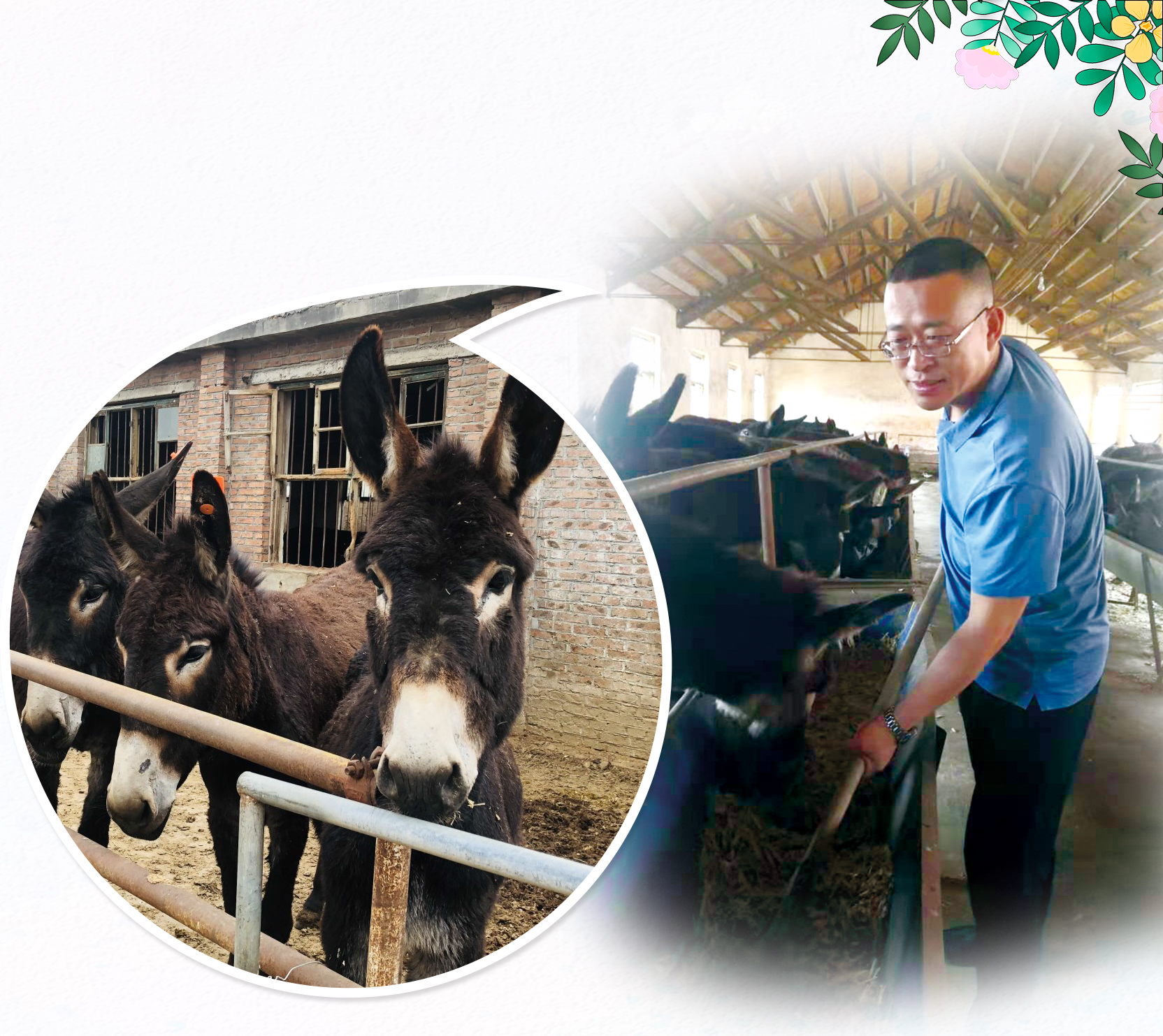 寿光市稻田镇养驴户袁崇之：“骑”驴闯市场敲开致富门