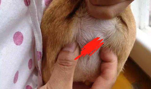 狗狗身上气味难闻怎么处理,狗狗到家吐黄水怎么办