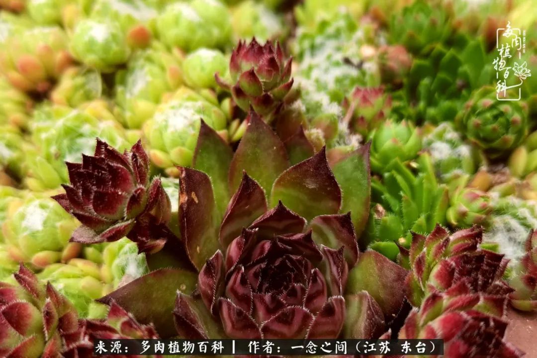 遇见花开蓝莓糖,遇见花开蔬菜沙拉酱