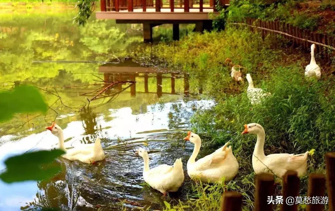 爱喝双拼奶茶的你,知道南京市郊有座免费的“双拼”公园吗?