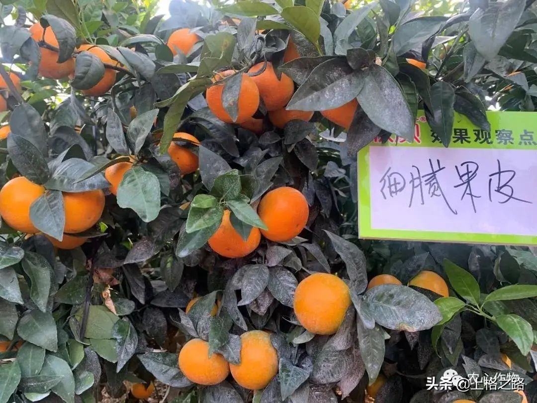 沃柑转色期可以用农药助剂么,沃柑转色期能喷钙吗