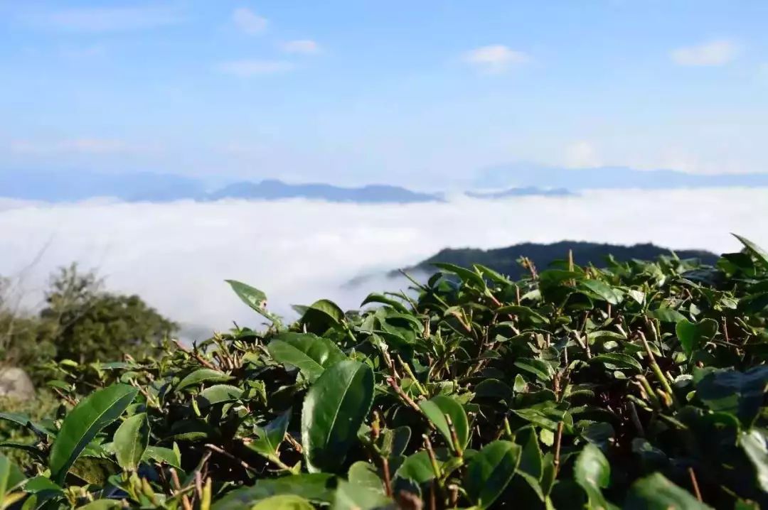 十里春风，不如一盏春茶