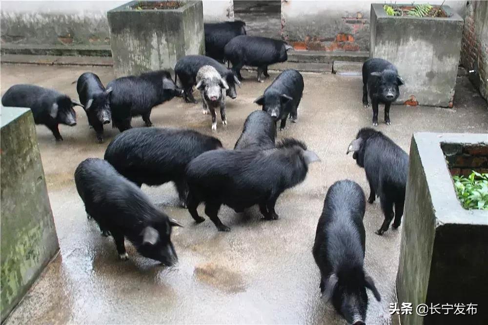 古河是哪里,这就是大运河原文