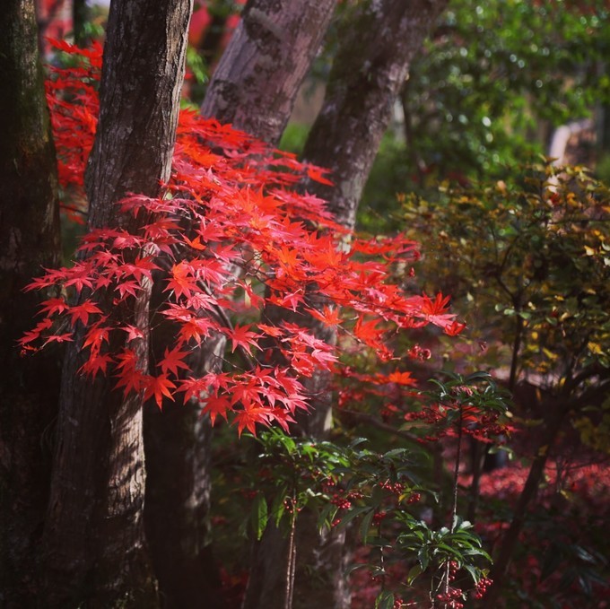 日本京都枫叶季旅游攻略,日本关西赏枫旅游攻略