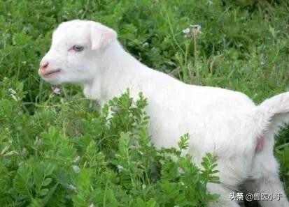 羊乳头管狭窄及闭锁的治疗方法