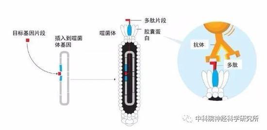 噬菌体病毒入侵细菌,噬菌体在人类身体里消灭病毒细菌