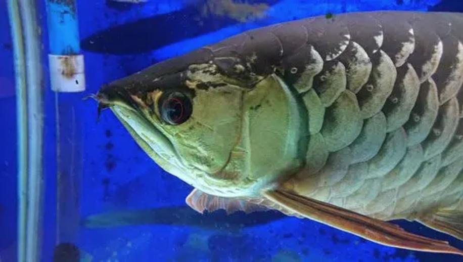 东莞龙鱼疾病预防,龙鱼最难治愈的疾病