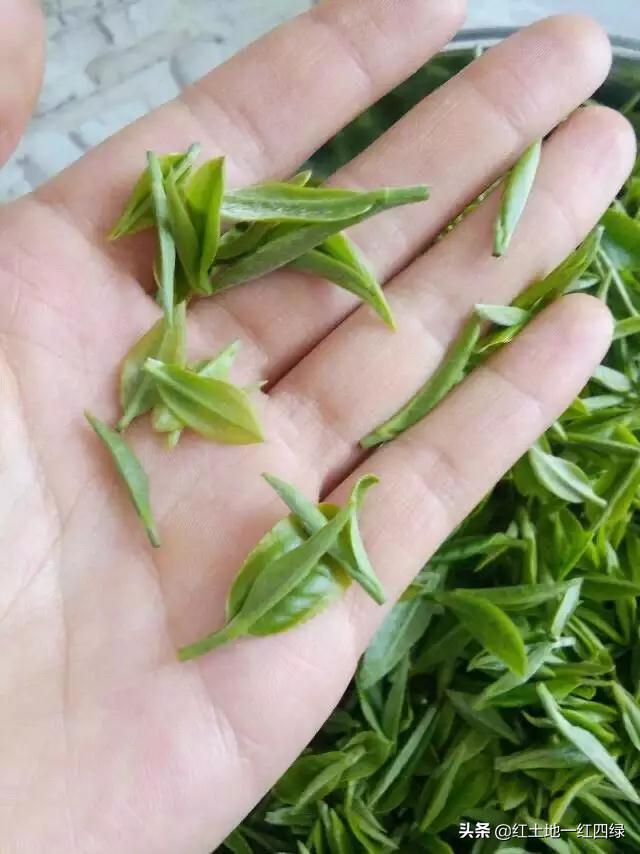 庐山云雾解读,庐山云雾短文图片