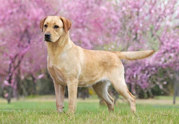 女人养拉布拉多犬好吗,拉布拉多犬怎么养最好
