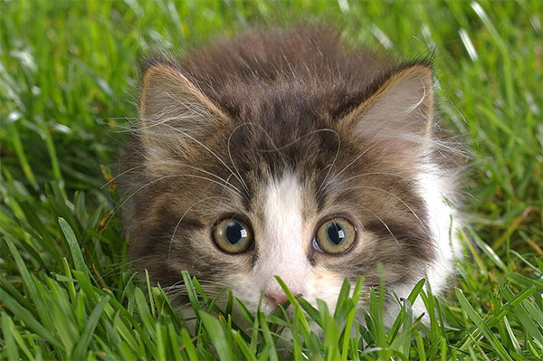 你家的猫太温顺了吗,你家的猫为什么这么乖