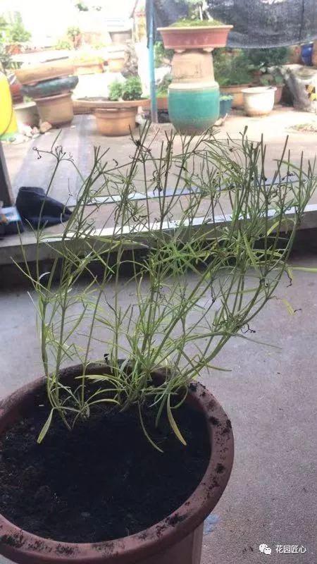 缓苗应该注意些什么,缓苗要注意什么