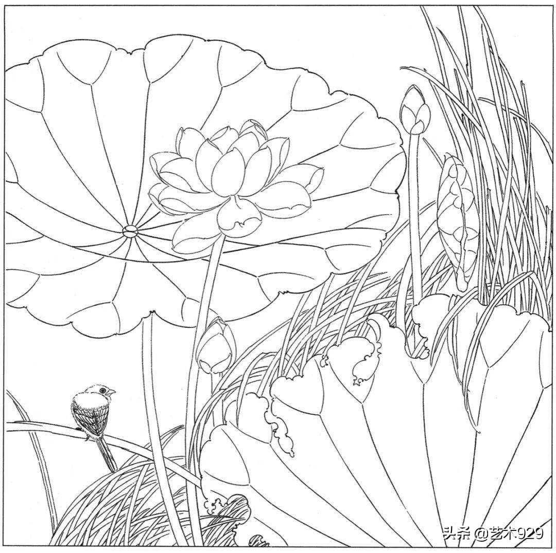 适合初学者的荷花白描画稿,荷花小品实用白描画稿