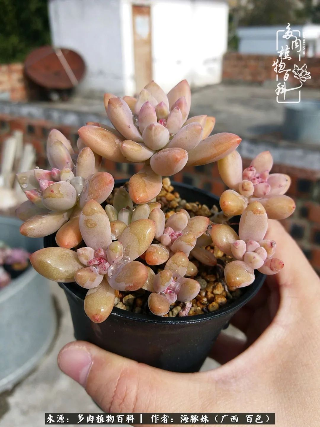 七月的雨,八月的风,多肉植物,我还是喜欢你