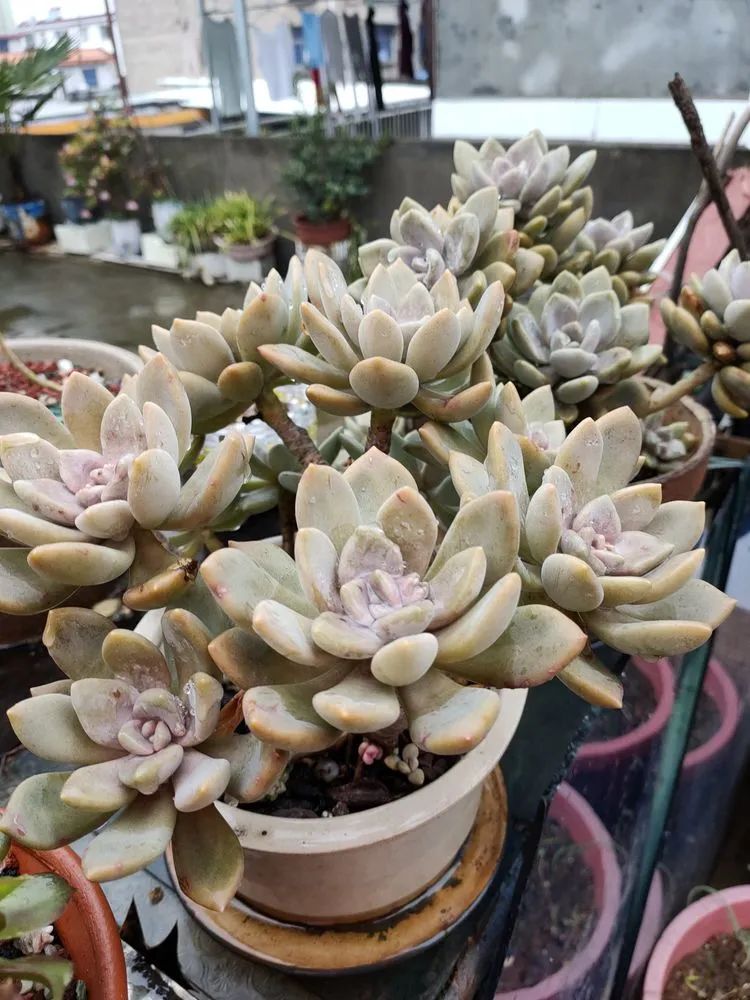 疫情期间在家欣赏多肉,疫情期间被多肉治愈