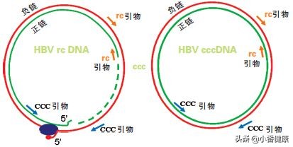 抗病毒特异性免疫应答指什么，乙肝临床停药，需观察DNA与e抗原