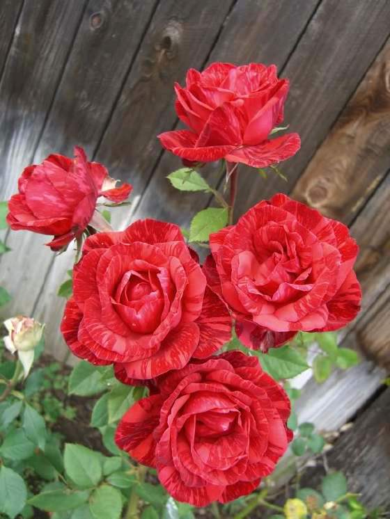 月季图鉴哪本书好,淘宝上最好养的月季品种