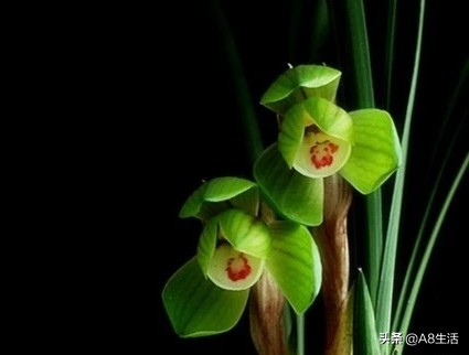 春兰名品兰花,春兰兰花名品图鉴