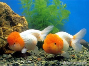 草缸养金鱼注意事项,养金鱼的注意事项和方法