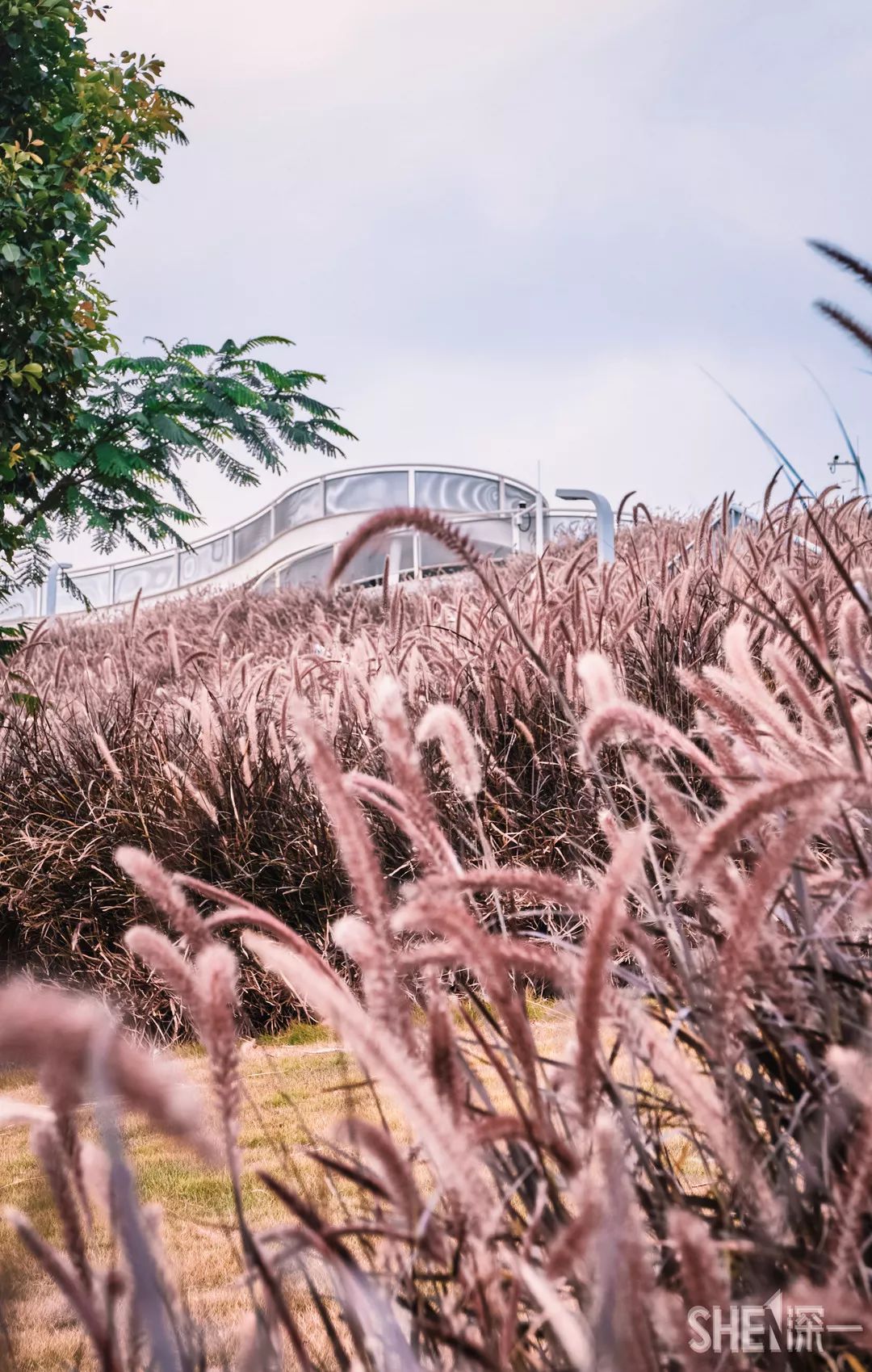 广东白石龙村,深圳白石龙村现状