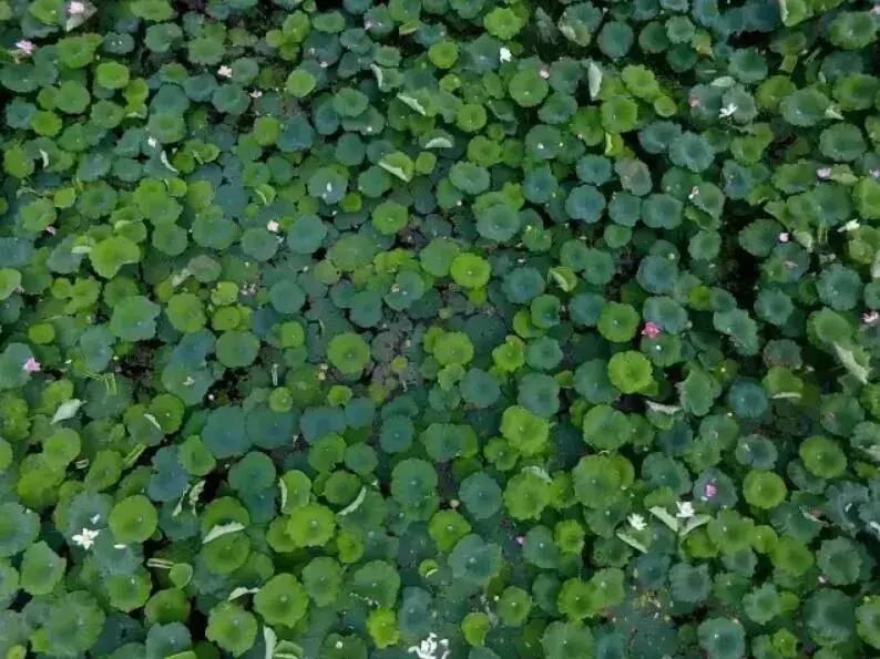 全国十大最佳赏荷好去处,沈阳赏荷花攻略