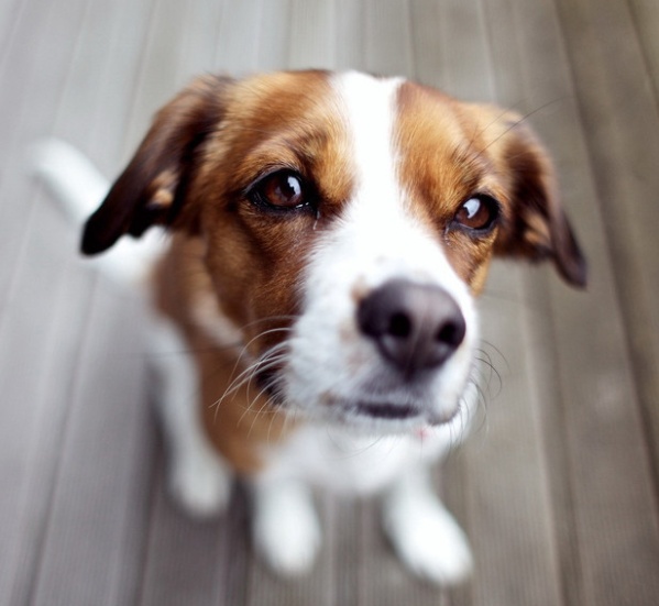 幼犬得了犬瘟能医得活吗,幼犬得了犬瘟还有治疗的必要吗
