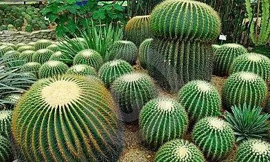 保健品骗局专骗老年人触犯什么法,保健品骗局专骗老年人被抓