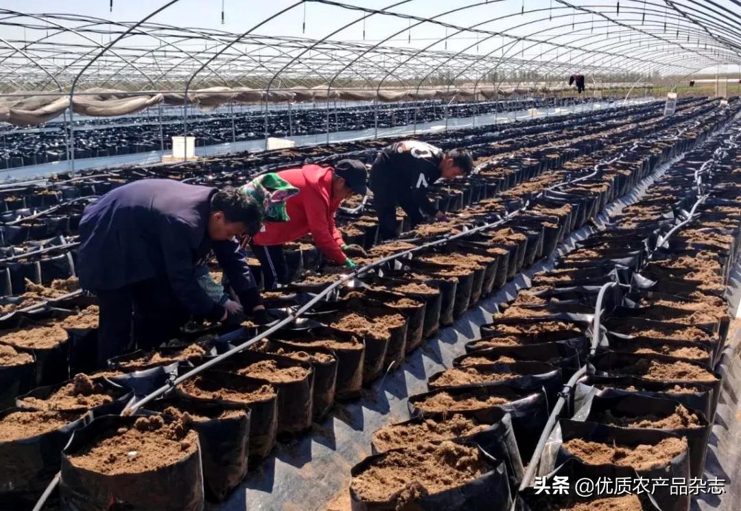 大姜种植技术大全和利润,无公害姜种植技术