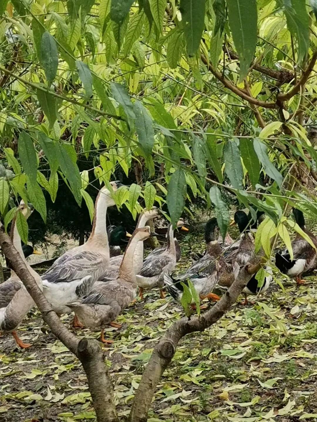 多彩贵州美丽的黔南都匀,美丽贵州都匀市