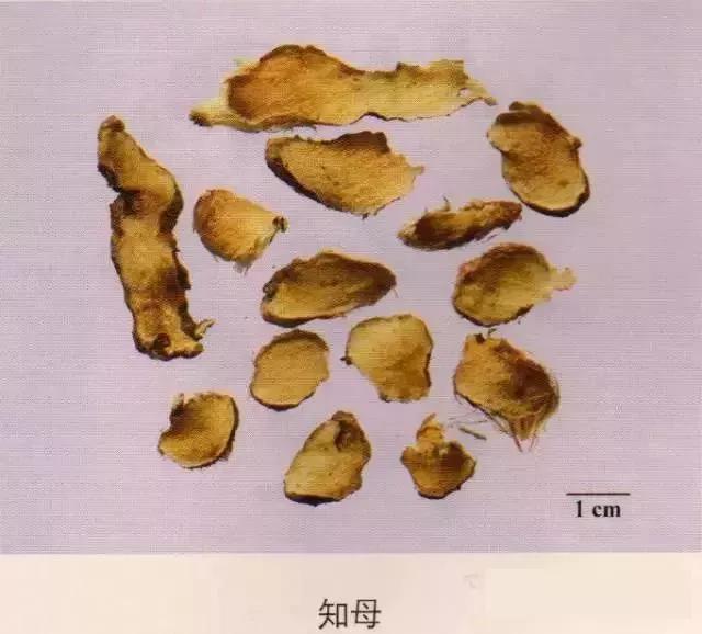 中药材图片大全大图带药名,200多味中药材图谱带图