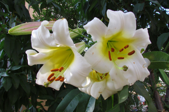 百合什么时候种植什么时候收,食用百合最佳种植时间和方法