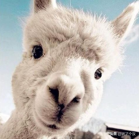 十一留守儿童看这里！去百联奥莱薅羊毛真的香！我先买为敬