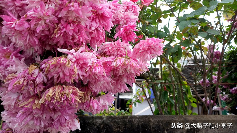 moto照相,moto拍照效果