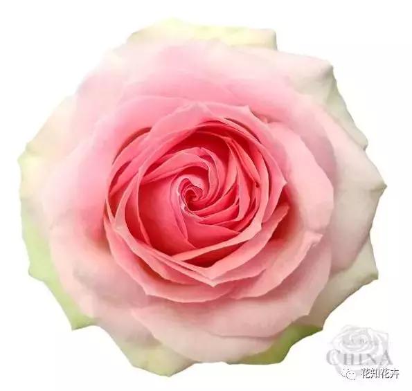 中国玫瑰大家族——雪山玫瑰详解（二）