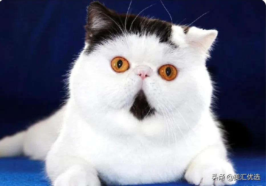 猫粮销量第一名,猫可以吃狗粮吗正确答案