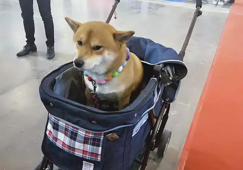 萌宠齐聚南京宠物博览会,day1