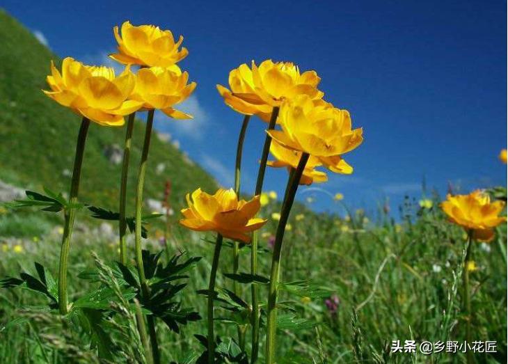 金莲花药用功效与作用,金莲花的奇特功效