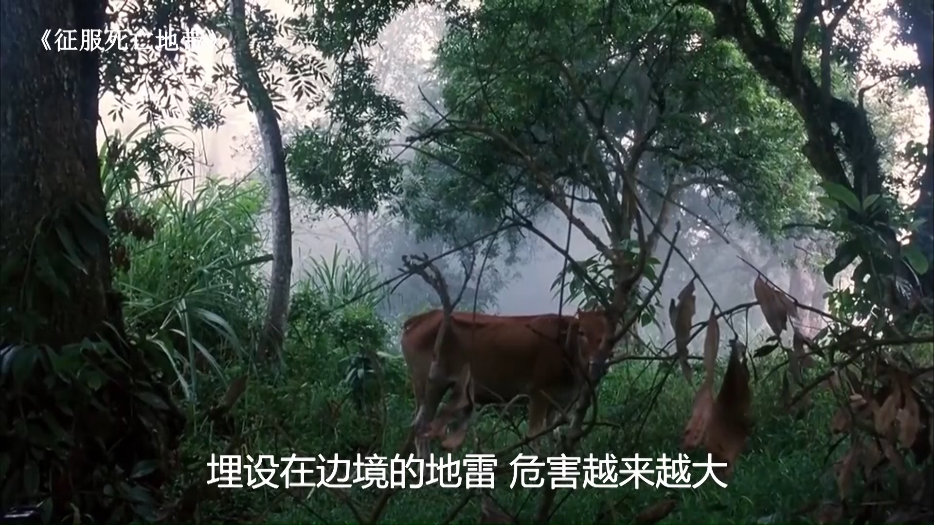 中越边境遍地地雷,震惊世界的中越边境雷区