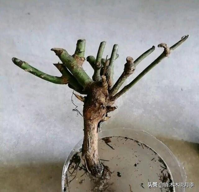 月季老桩如果没有生根粉怎么办,月季老桩生根了是不是就完全活了