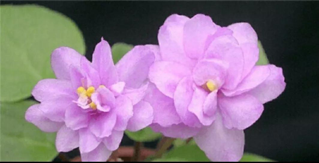 芳踪难觅濒危花！清新治愈篇：沙漠高原是吾家，豹子花的春天来了