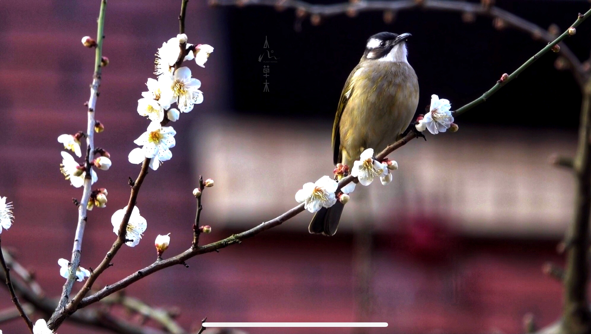 鹎踏梅枝自成画,花落如雨惊闲人