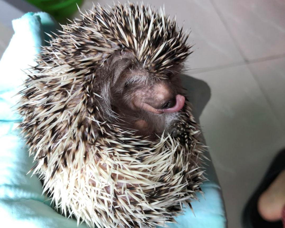 快给非洲迷你刺猬咬吧！咬了涂刺就算征服它了？小心被白咬了