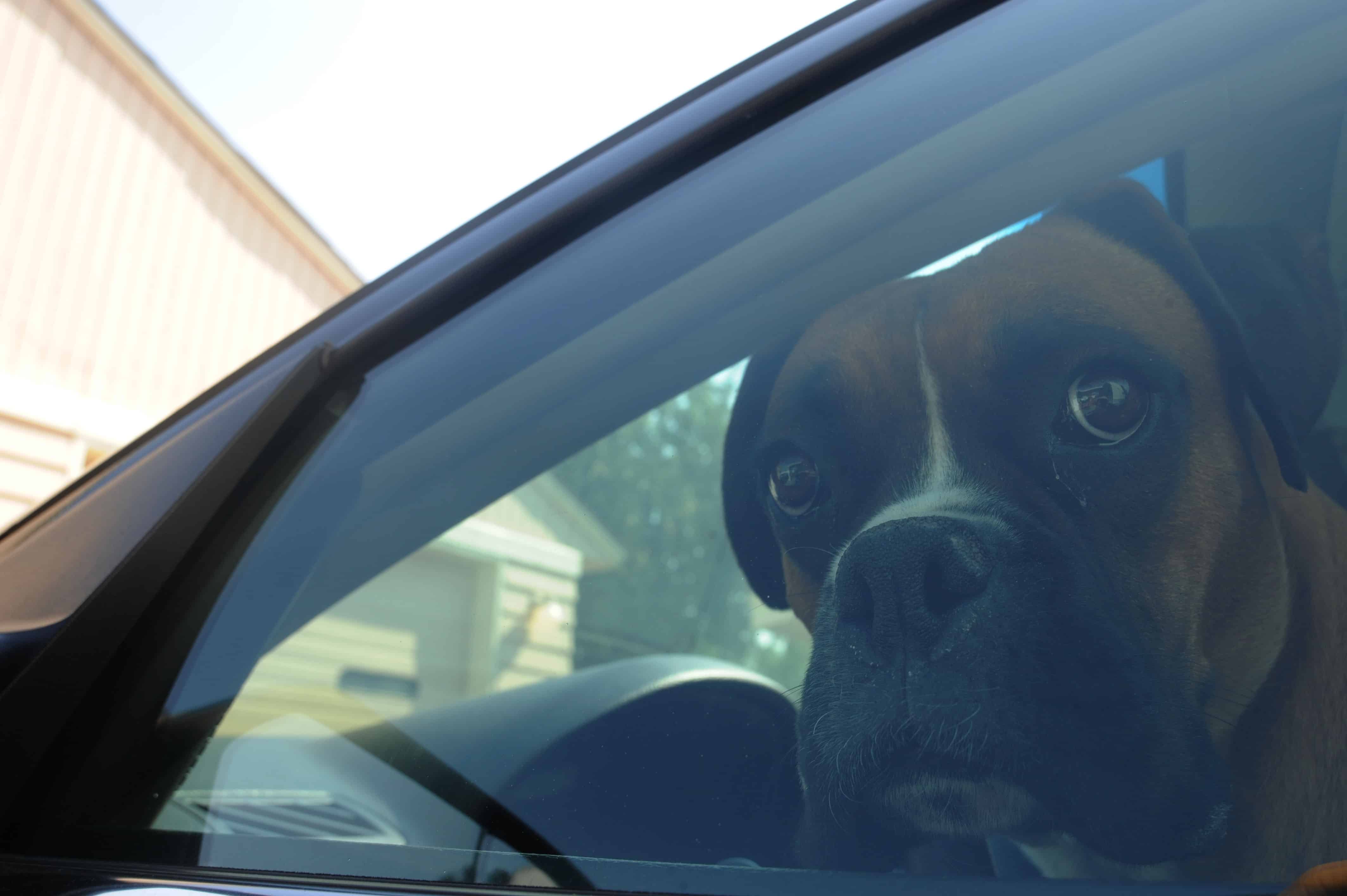 想要狗狗毛发浓密发亮吃什么,怎样让狗狗眼睛健康没有眼屎泪痕