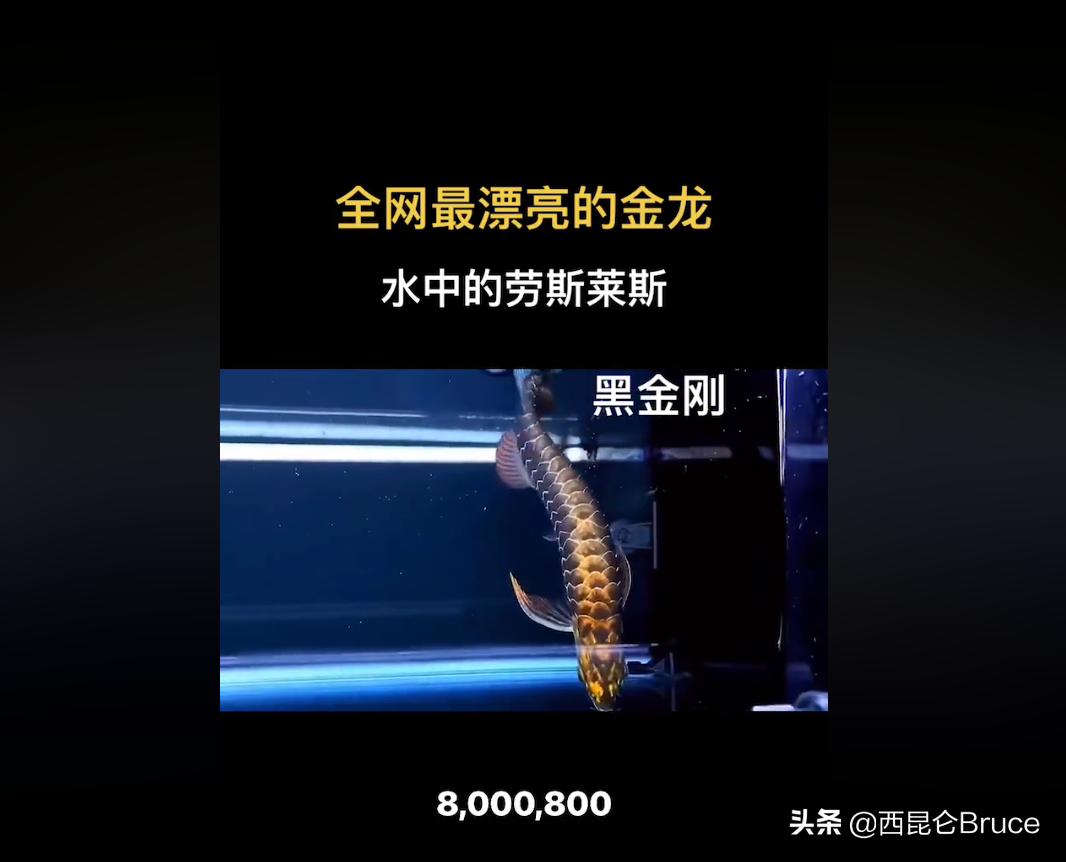 浜旇冻閲戦緳鍔虫柉鑾辨柉,閲戦緳鍔虫柉鑾辨柉