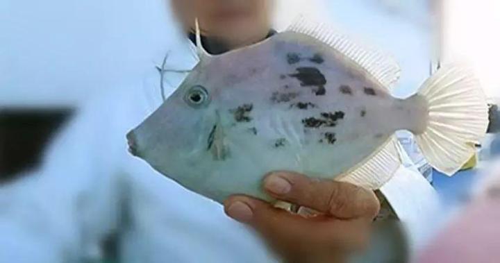 世纪悬案：耗儿鱼为什么没有头？