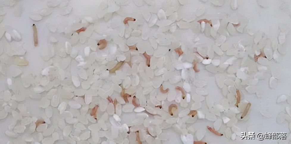 稻谷储存用什么防出米虫,玉米怎么储存才不会长虫