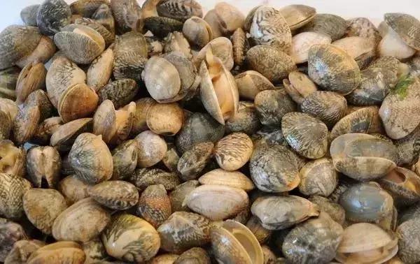 宁波一渔民整理海鲜大全,宁波最全的海鲜